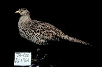 藏品(綠雉)的圖片